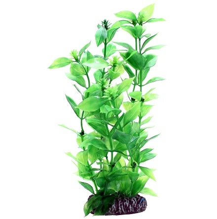 Hygrophila 20cm, Hobby