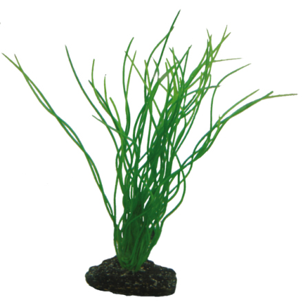 Sagittaria 20cm, Hobby