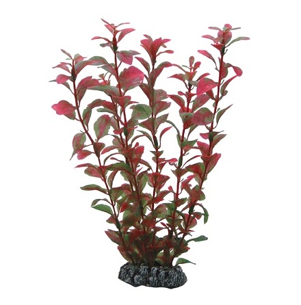 Ludwigia 25cm, Hobby