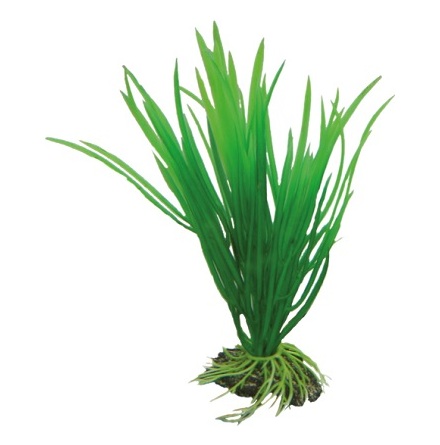 Cyperus 16cm, Hobby