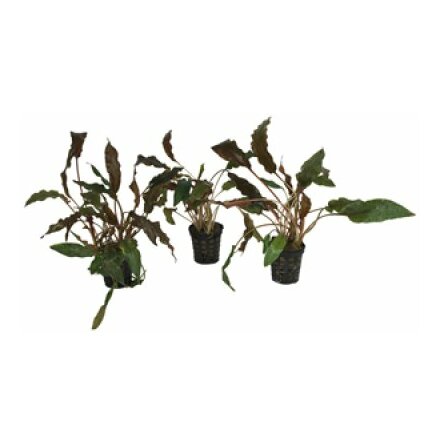 Cryptocoryne Wendtii Brown