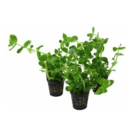 Bacopa Variegata Lanigera