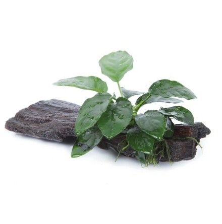 Anubias Barteri var Nana p rot S