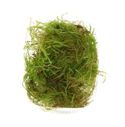 Taxiphyllum barbier/ Bogor moss portion (Javamossa)