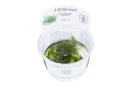 Akvarieväxter Tropica 1-2-Grow