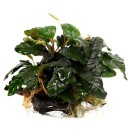 Anubias