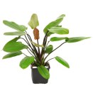 Echinodorus Amazon svärdplantor