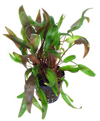 Cryptocoryne