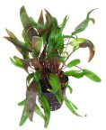 Cryptocoryne