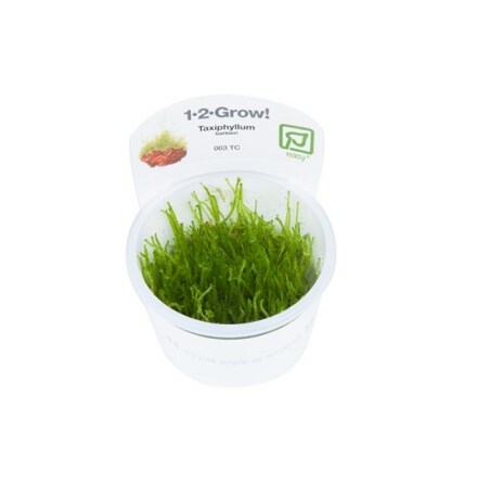Taxiphyllum barbieri 1-2 Grow (Javamossa)