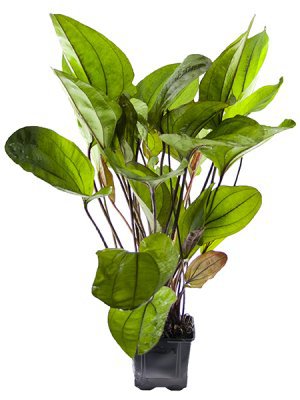 15-30cm som vuxna.