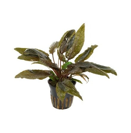 Cryptocoryne Wendtii Tropica