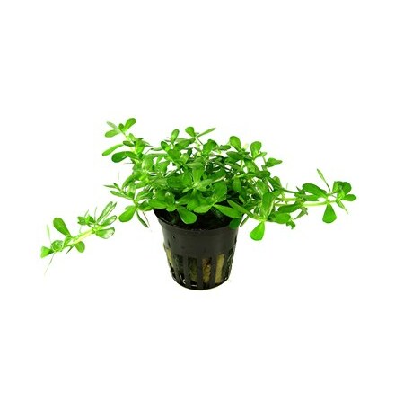 Bacopa Monnieri Compact