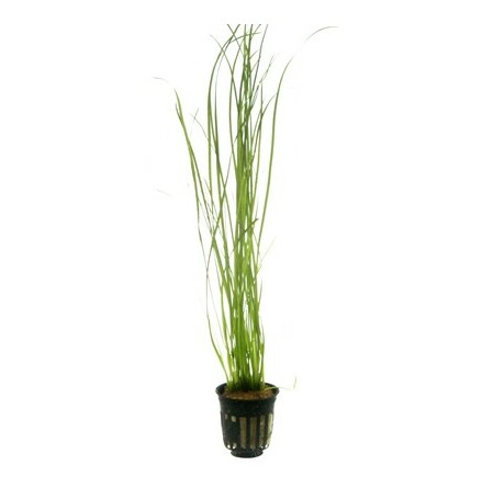 Vallisneria nana