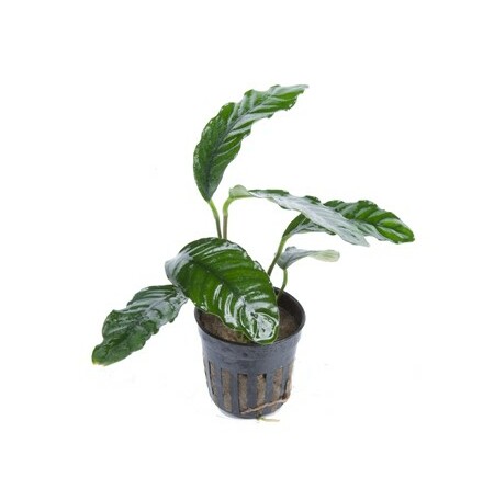 Anubias Barteri Coffeifolia