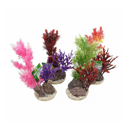 Aquaplant Rock large 28cm blandande frger, Sydeco