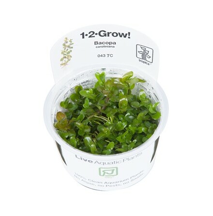 Bacopa Caroliniana 1-2 Grow