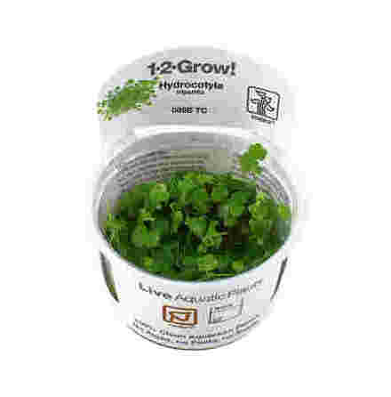 Hydrocotyle tripartita 1-2 Grow