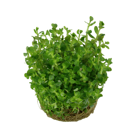 Rotala Indica Bonsai 1-2 Grow