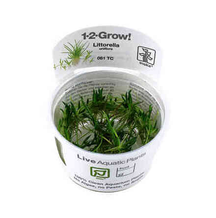 Littorella uniflora 1-2 Grow