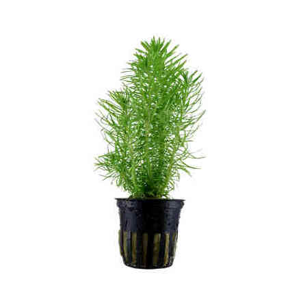 Pogostemon Erectus
