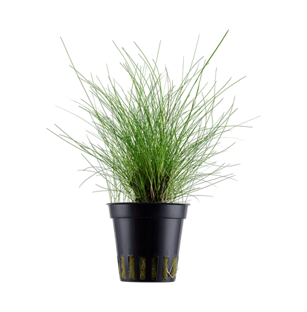 Eleocharis Parvula