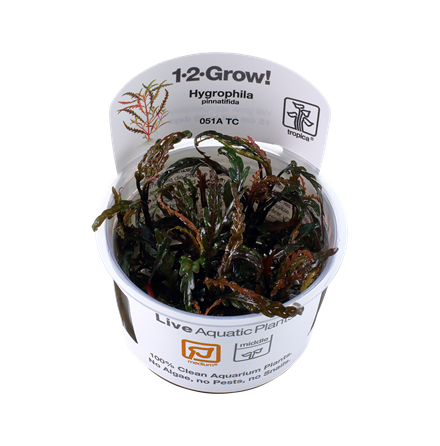 Hygrophila Pinnatifida 1-2 Grow/Invitro