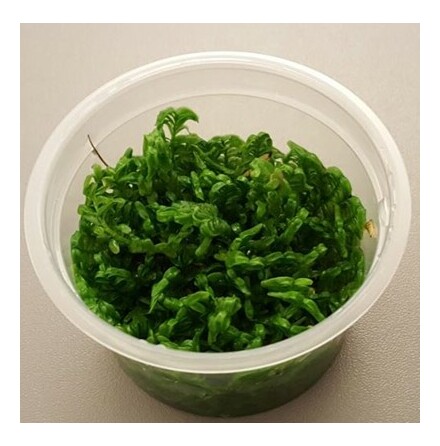 Rotala Rotundifolia Green 1-2 Grow