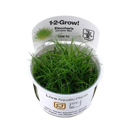 Eleocharis acicularis Mini 1-2 grow