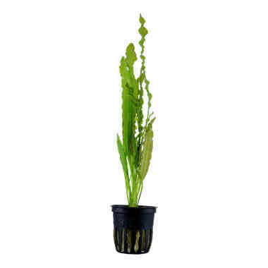Aponogeton