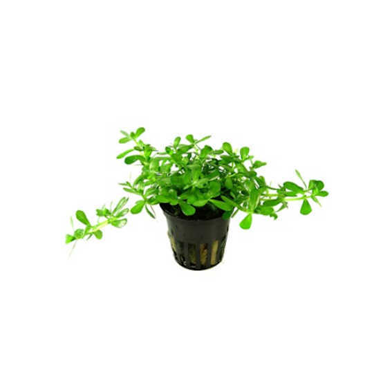 Bacopa