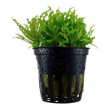 Pogostemon