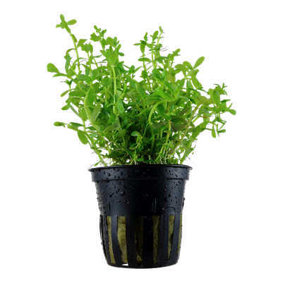 Rotala