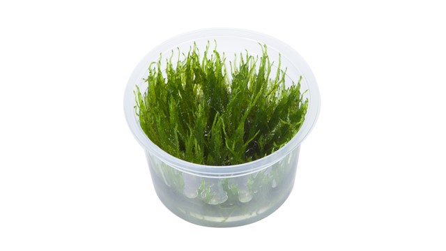 Taxiphyllum