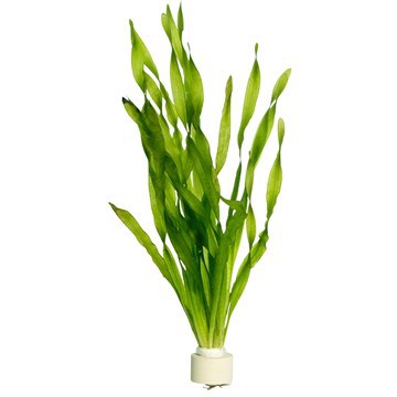 Vallisneria