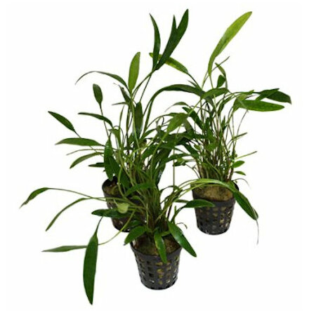 Cryptocoryne Lucens