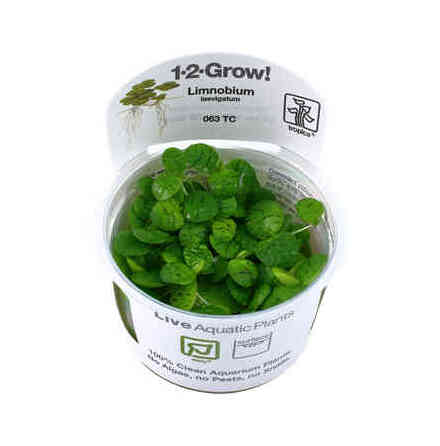 Limnobium Laevigatum 1-2 grow eller portion (frogbit)