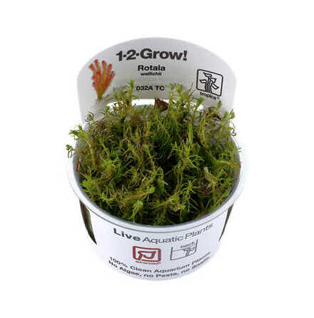 Rotala Wallichi 1-2 grow