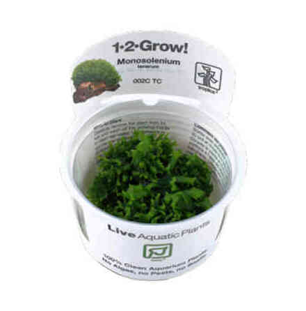 Monosolenium Tenerum 1-2 Grow (Stvattenstng)