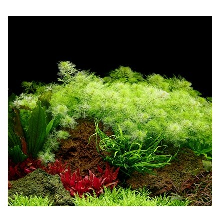 Myriophyllum mattogrossense 1-2 Grow