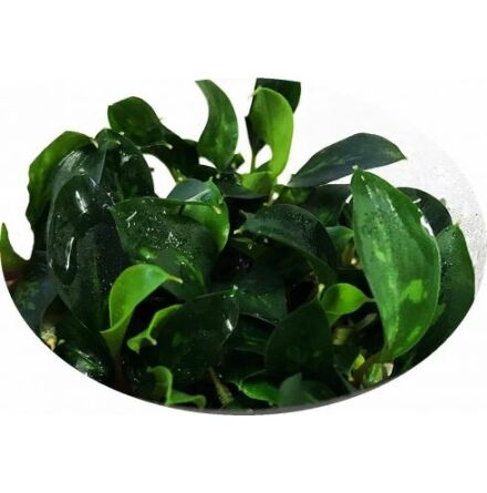 Garden Outdoors Tropica Blyxa Japonica 1 2 Grow Water Features Ponds Intouchnetworks Com Garden Outdoors Tropica Blyxa Japonica 1 2 Grow Water Features Ponds Intouchnetworks Com