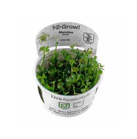 Marsilea hirsuta 1-2 Grow