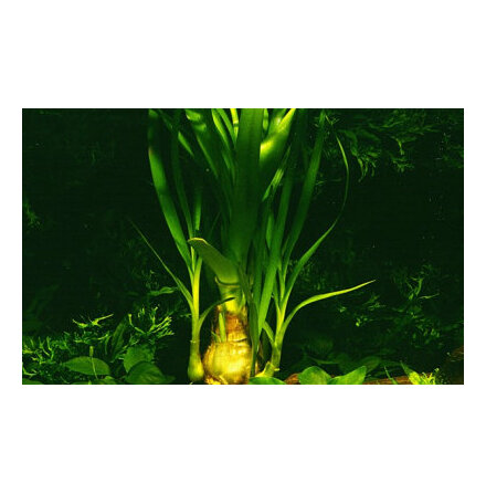 Crinum Thaianum XL