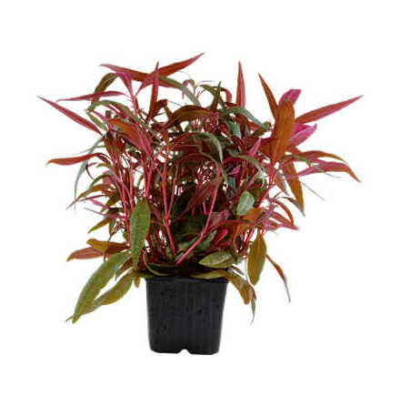 Alternanthera reineckii Pink XL