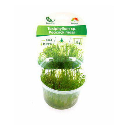 Peacock moss invitro