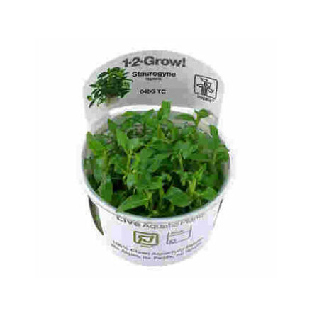 Staurogyne repens 1-2 Grow