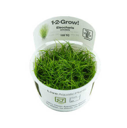 Eleocharis acicularis 1-2grow/InVitro