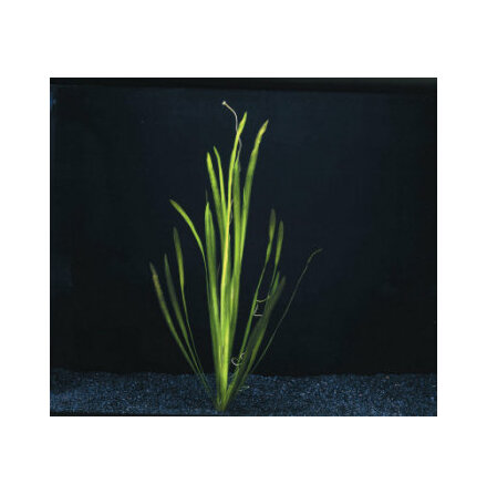 Vallisneria Spiralis i bunt