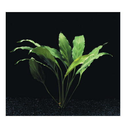 Spathiphyllum Wallisi