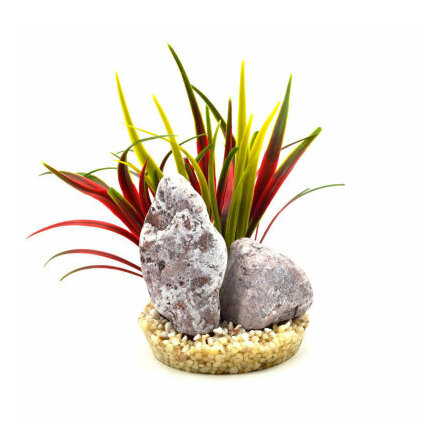 Plastvxt Zebra stone bamboo 15 cm